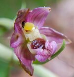 Orchid and Intoxicating Nectar 2.jpg