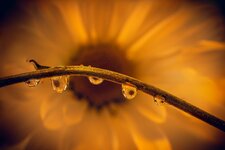Water drops refracttion--2.jpg