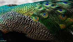 Peacock Feathers forum.JPG