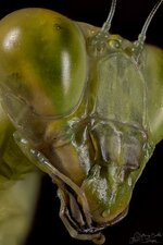 Mantis Head_02_2048.jpg