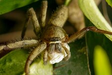 TROPICAL WOLF SPIDER-CRED-1.jpg