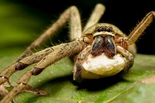 TROPICAL WOLF SPIDER-CRED-7.jpg