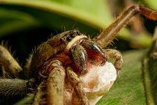 TROPICAL WOLF SPIDER-CRED-29.jpg