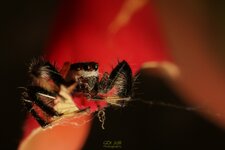 Tarantula wolf spider-HOLD TIGHT-1.jpg