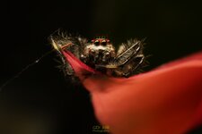 Tarantula wolf spider-HOLD TIGHT-4.jpg