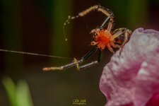 Camaricus spider-ready to jump-1.jpg