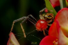 Camaricus spider-ready to jump-2.jpg