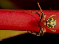 CAMARICUS SPIDER ON RED CARPT-2.JPG
