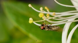 HOVERFLY-CRED-1.jpg