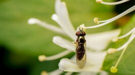 HOVERFLY-CRED-3.jpg