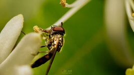 HOVERFLY-CRED-9.jpg