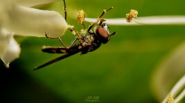 HOVERFLY-CRED-15.jpg