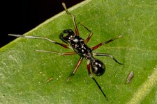 Ant-mimicking jumping spider-WM-MD-1.jpg