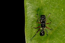 Ant-mimicking jumping spider-WM-MD-2.jpg
