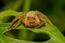 Baby Huntsman spider-TTS-B-EDWM-6.jpg