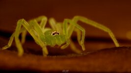 Green Hunstsman Spider-WM-1.jpg