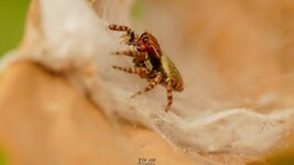 Sibianor larae -Jumping Spider cocoon-SM-2.jpg