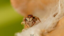 Sibianor larae -Jumping Spider cocoon-SM-5.jpg