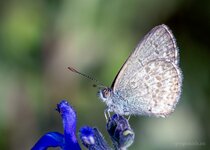 common grass blue butterfly.jpg