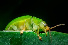 lilly pilly beetle.jpg