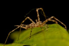Two tailed spider, Hersilia sp-MACRODIER-3.jpg