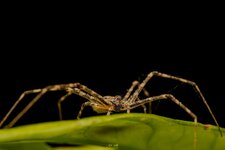 Two tailed spider, Hersilia sp-MACRODIER-5.jpg