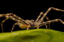 Two tailed spider, Hersilia sp-MACRODIER-6.jpg