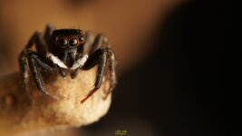 Jumping spiders on stick-WM-6.jpg