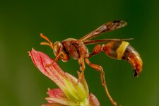 RED PAPER WASP-E-ED-3.jpg