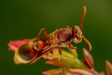 RED PAPER WASP-E-ED-18.jpg