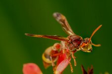 RED PAPER WASP-G-ED-7.jpg