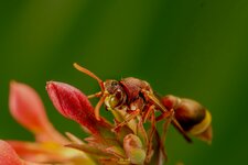 RED PAPER WASP-G-ED-8.jpg