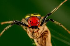CAMARICUS SPIDER ON DRY STICK-WM-20.jpg