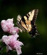 Eastern Tiger Swallowtail Butterfly-6.jpg
