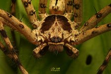 Huntsman Spider-FS-WM-3.jpg