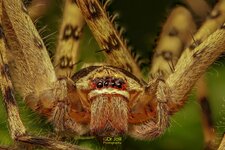 Huntsman Spider-FS-WM-22.jpg