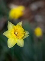 daffodil in garden -14 2000.jpg