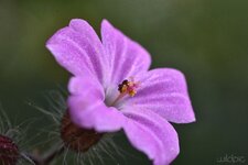 Blüte 8mm Nakro klein - wildpic.jpg