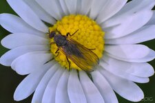 Fliege auf gelbweiss 1 - wildpic- komprimiert.jpg