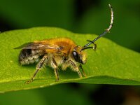 long horned bee-Edit-Edit.JPG