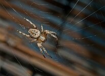 The garden spider (Araneus diadematus).jpg
