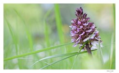 2024-04-26_orchis_pourpre_GP.jpg