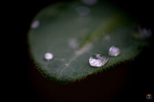 Leaf droplets.jpg