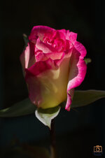 Rose Bud (2).jpg