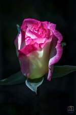 Rose-Bud.jpg