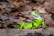  green iguana.jpg