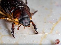 scarab beetle-200606-shan-3372.jpg