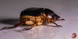 scarab beetle-200606-shan-3415.jpg