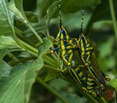 painted grasshopper doing chugga- abdp - 25viii19-4920.jpg