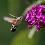 Hummingbird hawk-moth.jpg